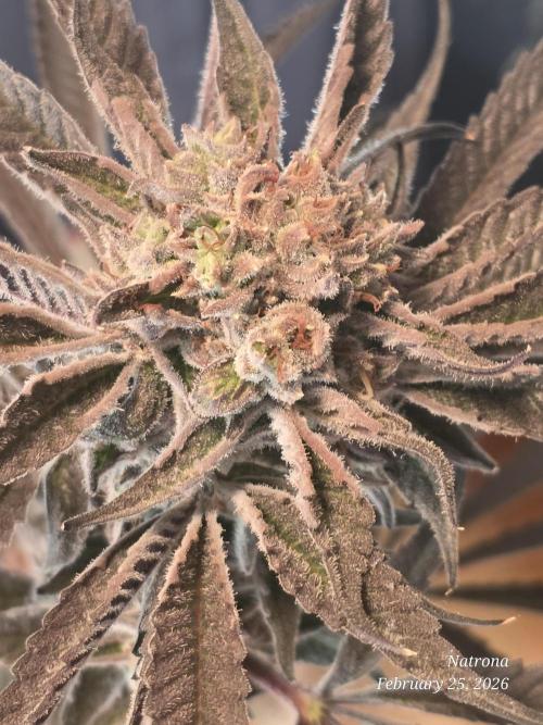 Strawberry Cadillac-Strng Seeds. Week 16