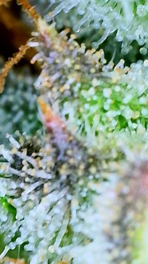 Strawberry Cadillac-Strng Seeds. Week 16