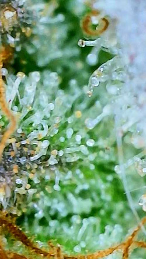 Strawberry Cadillac-Strng Seeds. Week 16