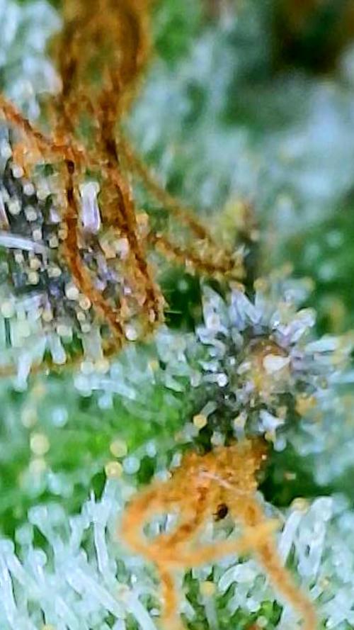 Strawberry Cadillac-Strng Seeds. Week 16