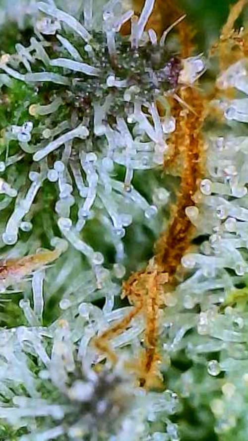 Strawberry Cadillac-Strng Seeds. Week 16