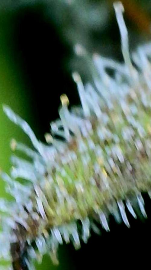 Strawberry Cadillac-Strng Seeds. Week 16