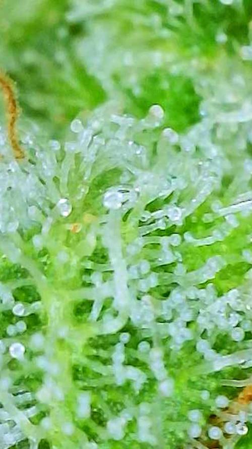 Strawberry Cadillac-Strng Seeds. Week 16
