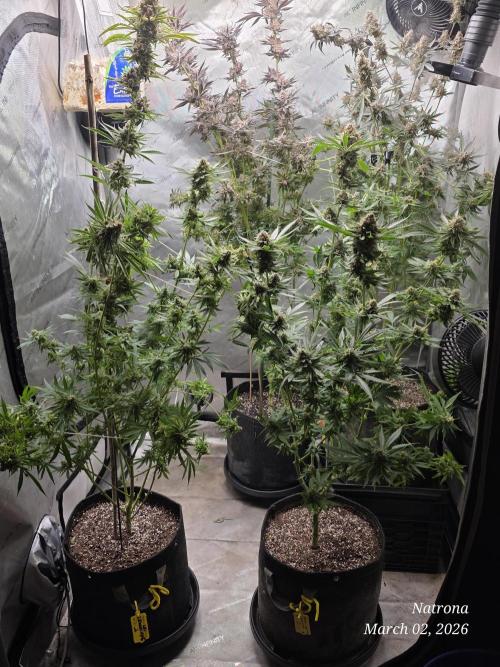 Straw-Lectric Lemonade Strng Seeds. Week 17