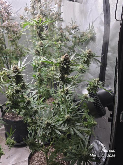 Straw-Lectric Lemonade Strng Seeds. Week 17