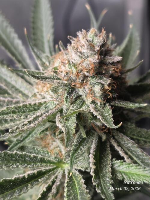 Straw-Lectric Lemonade Strng Seeds. Week 17