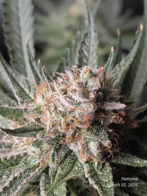 Straw-Lectric Lemonade Strng Seeds. Week 17