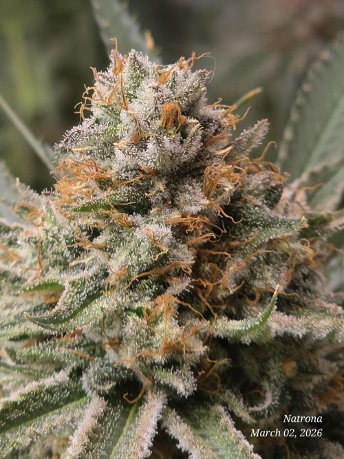 Straw-Lectric Lemonade Strng Seeds. Week 17