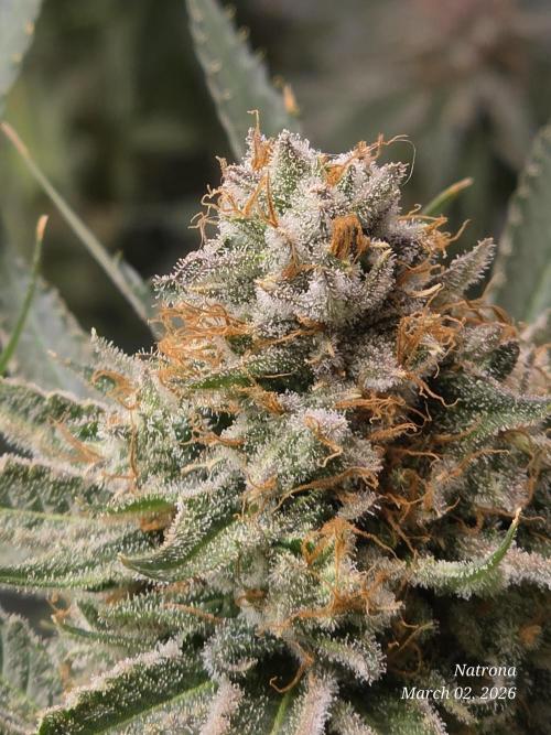 Straw-Lectric Lemonade Strng Seeds. Week 17