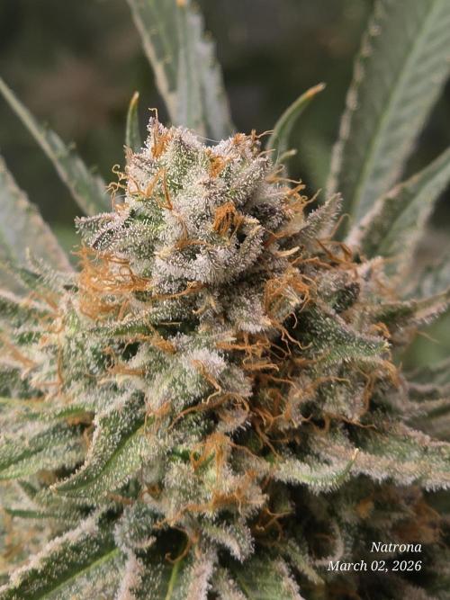 Straw-Lectric Lemonade Strng Seeds. Week 17