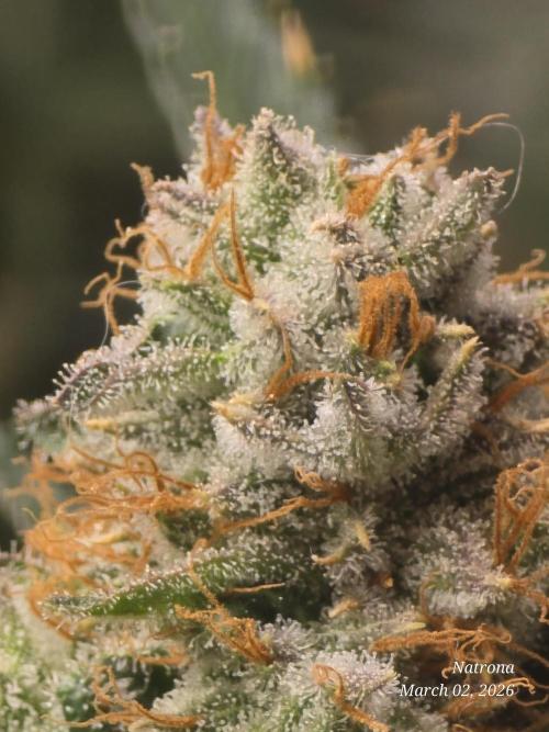 Straw-Lectric Lemonade Strng Seeds. Week 17