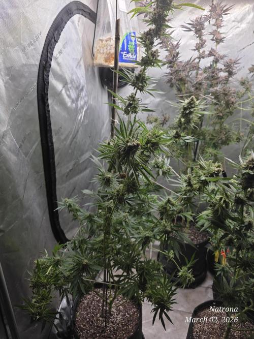 Straw-Lectric Lemonade Strng Seeds. Week 17