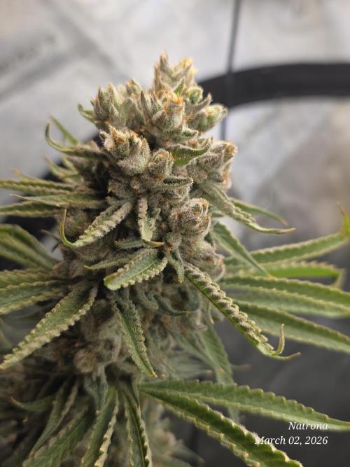 Straw-Lectric Lemonade Strng Seeds. Week 17