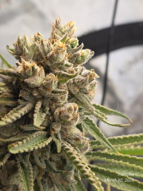 Straw-Lectric Lemonade Strng Seeds. Week 17