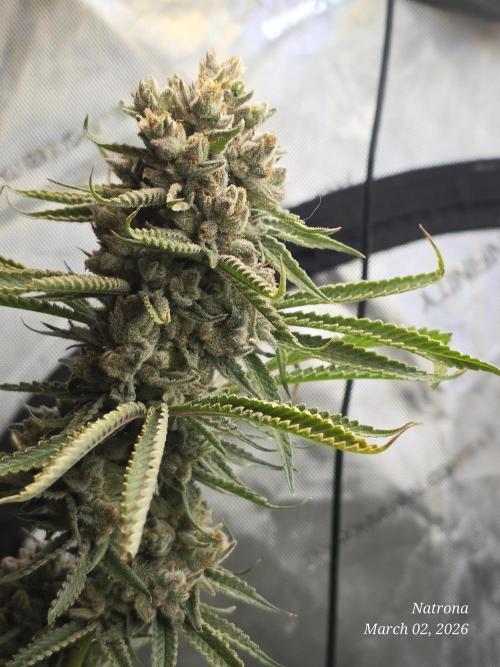 Straw-Lectric Lemonade Strng Seeds. Week 17