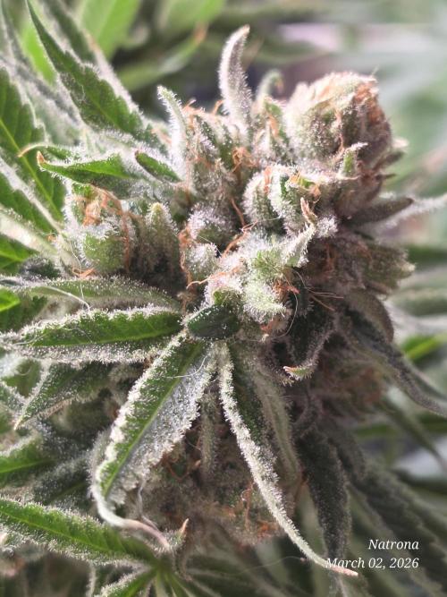Straw-Lectric Lemonade Strng Seeds. Week 17