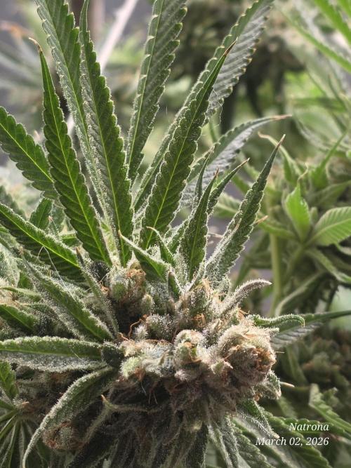 Straw-Lectric Lemonade Strng Seeds. Week 17