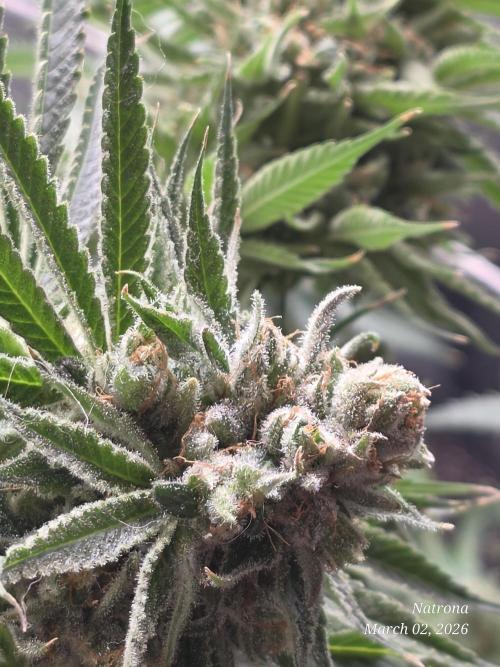 Straw-Lectric Lemonade Strng Seeds. Week 17