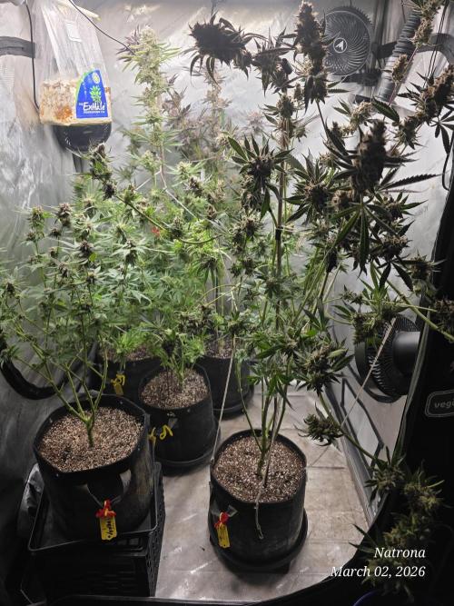 Straw-Trop Cherry Strng Seeds. Week 17