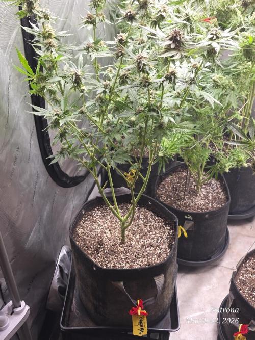 Straw-Trop Cherry Strng Seeds. Week 17