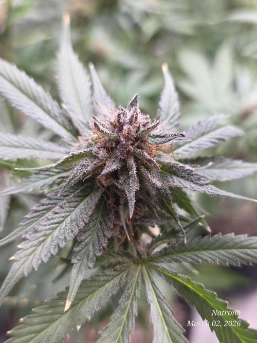Straw-Trop Cherry Strng Seeds. Week 17