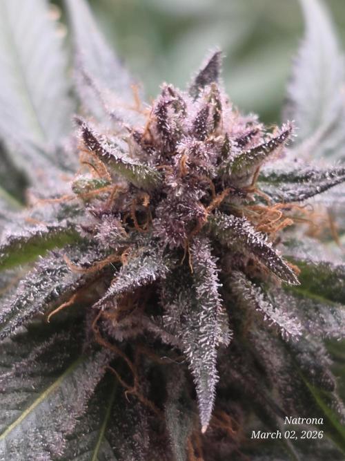 Straw-Trop Cherry Strng Seeds. Week 17