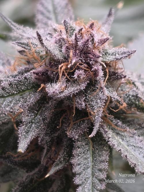 Straw-Trop Cherry Strng Seeds. Week 17