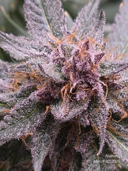 Straw-Trop Cherry Strng Seeds. Week 17