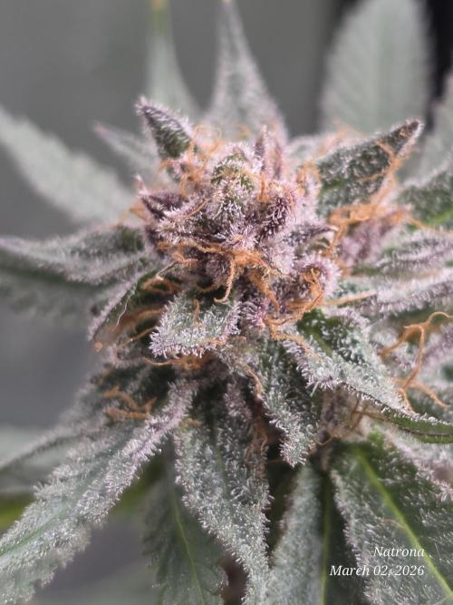 Straw-Trop Cherry Strng Seeds. Week 17