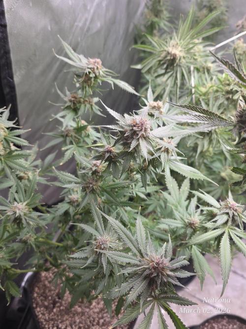 Straw-Trop Cherry Strng Seeds. Week 17