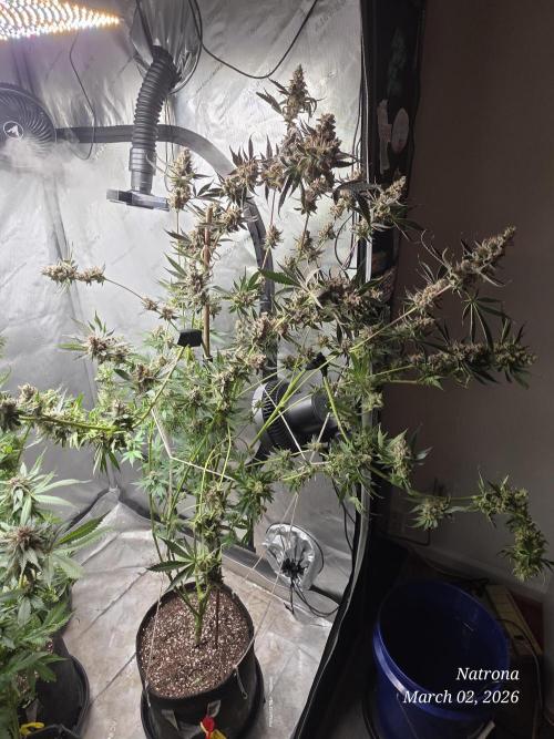Straw-Trop Cherry Strng Seeds. Week 17