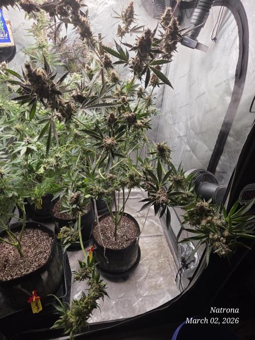 Straw-Trop Cherry Strng Seeds. Week 17