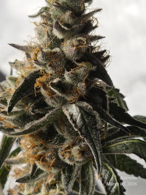 Straw-Trop Cherry Strng Seeds. Week 17