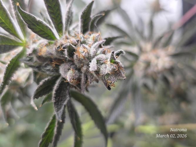 Straw-Trop Cherry Strng Seeds. Week 17