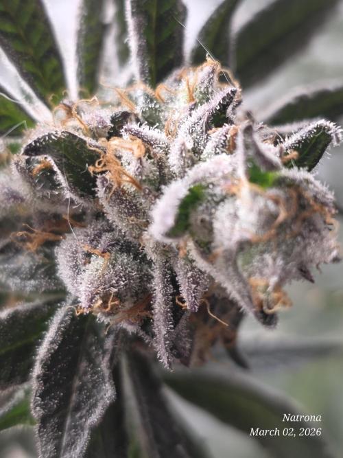 Straw-Trop Cherry Strng Seeds. Week 17