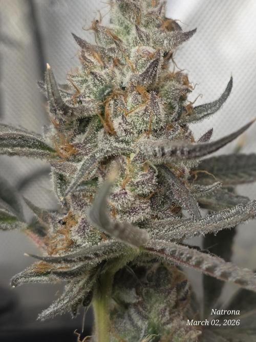 Straw-Trop Cherry Strng Seeds. Week 17
