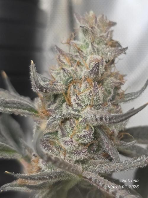 Straw-Trop Cherry Strng Seeds. Week 17