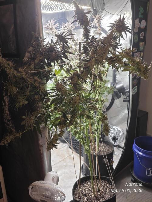 Strawberry Cadillac-Strng Seeds. Week 17