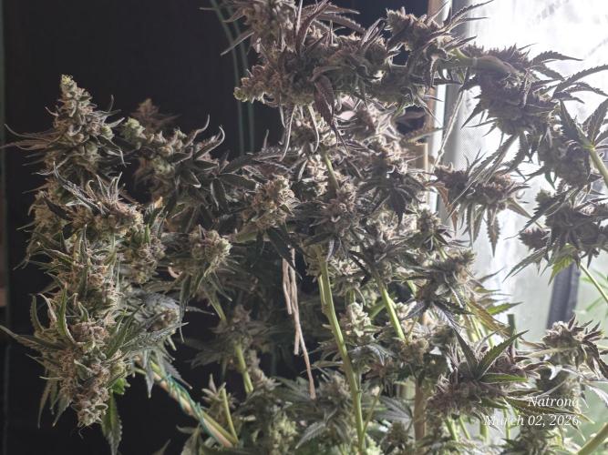 Strawberry Cadillac-Strng Seeds. Week 17