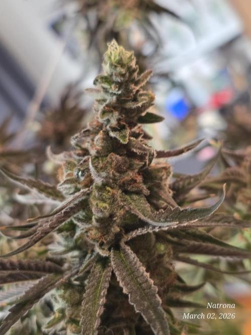 Strawberry Cadillac-Strng Seeds. Week 17