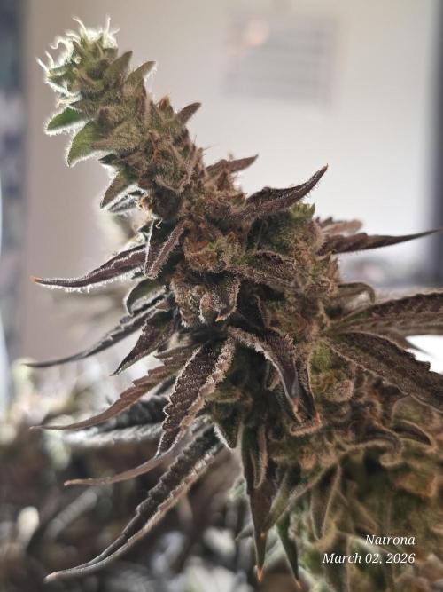 Strawberry Cadillac-Strng Seeds. Week 17