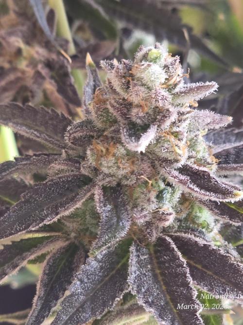 Strawberry Cadillac-Strng Seeds. Week 17