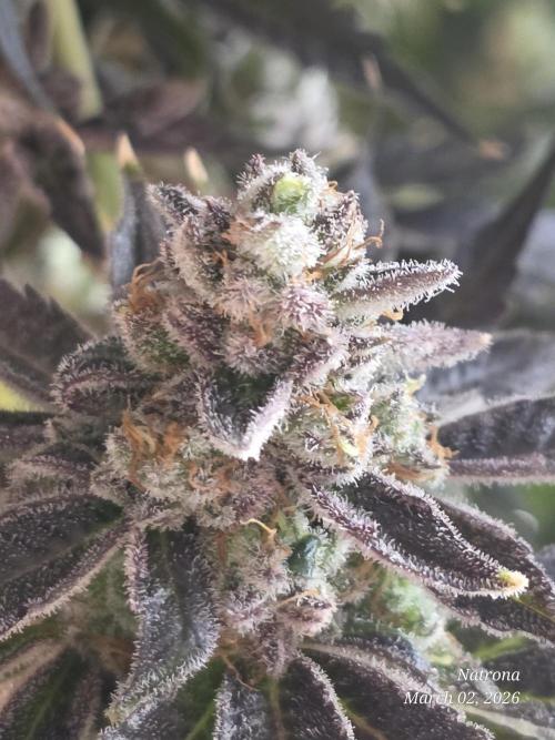 Strawberry Cadillac-Strng Seeds. Week 17