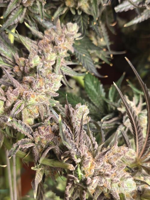 Strawberry Cadillac-Strng Seeds. Week 17