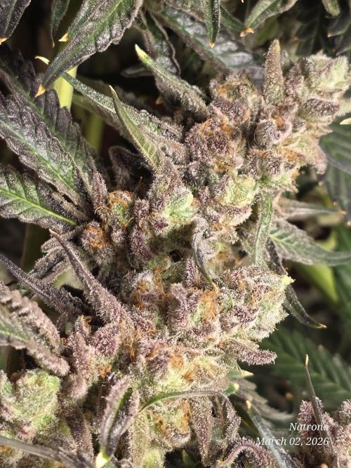 Strawberry Cadillac-Strng Seeds. Week 17