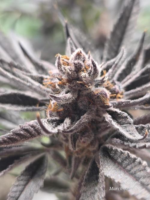 Strawberry Cadillac-Strng Seeds. Week 17