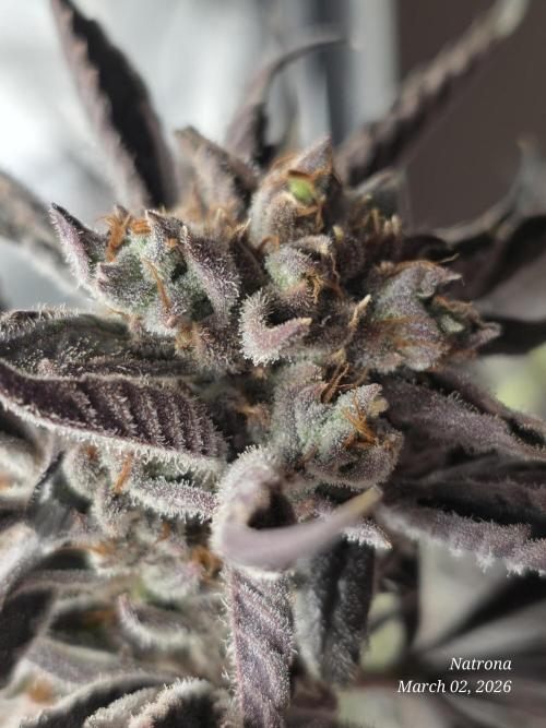 Strawberry Cadillac-Strng Seeds. Week 17