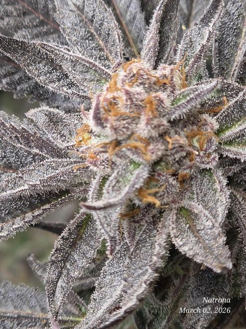 Strawberry Cadillac-Strng Seeds. Week 17