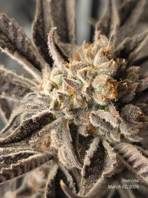 Strawberry Cadillac-Strng Seeds. Week 17