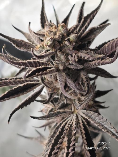 Strawberry Cadillac-Strng Seeds. Week 17